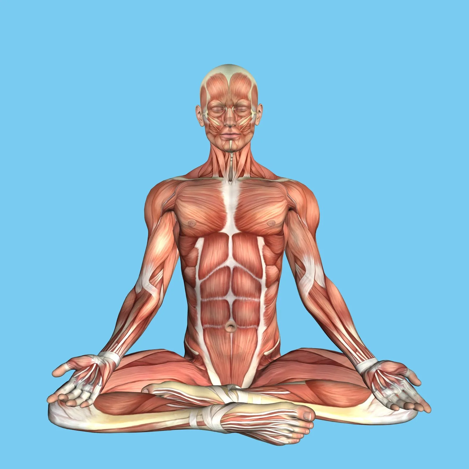 Anatomical illustration of a seated meditation pose